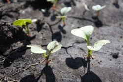 Убьете свою рассаду: почему нельзя выращивать растения в тесноте