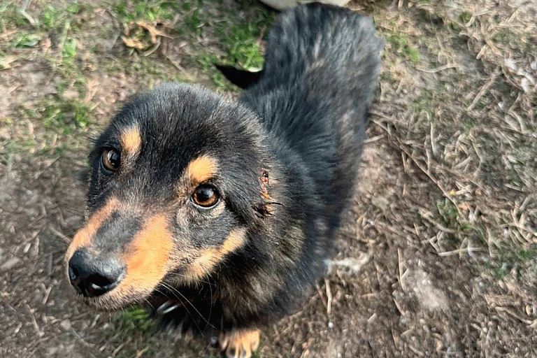 Пьяный житель Борисовского района отрезал собаке уши. Возбуждено уголовное дело