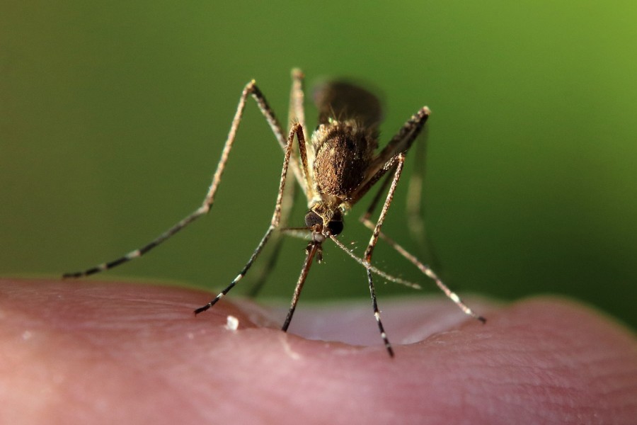Как сделать так, чтобы комары не кусали: 3 домашних средства, проверенные временем