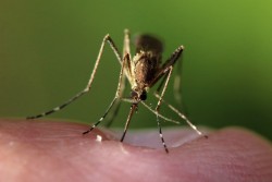 Чтобы комары не кусали: 3 домашних средства, проверенные временем