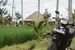На Бали в ДТП погибла гражданка Беларуси: ехала на скутере, когда ее сбил автобус