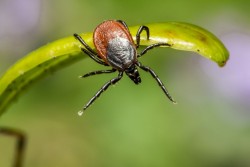 Бобруйский энтомолог: как уберечься от клещей в сезон их активности и избежать серьезных заболеваний