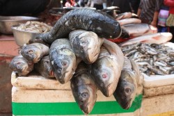 5 признаков свежей рыбы: о них молчат продавцы