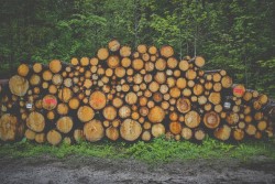Госконтроль выявил факты нецелевого использования лесоматериалов в Бобруйском и Кобринском лесхозах. Возместить придется в трехкратном размере