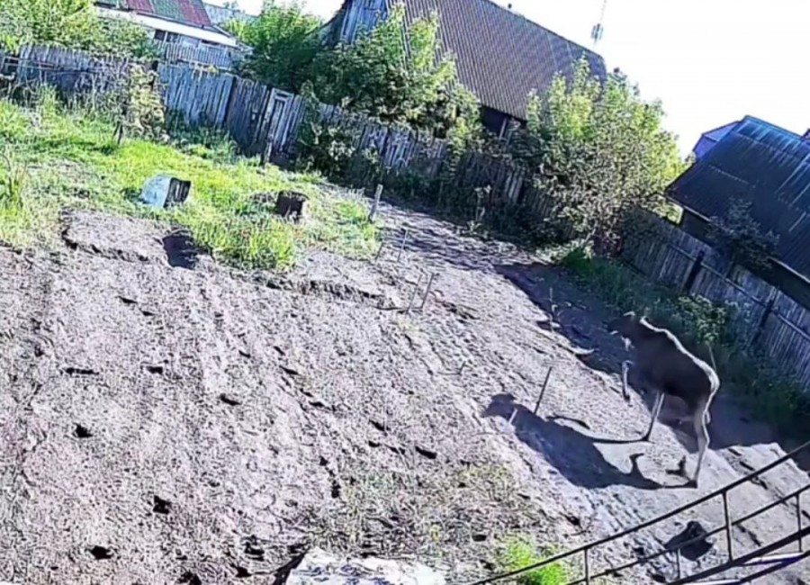 В Бобруйске появился лось: он зашел во двор на Черепичном