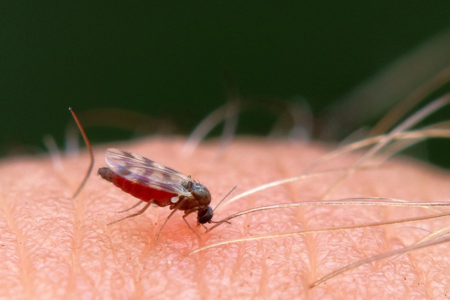 Комары и мошки атакуют: советы для защиты от «гнусных» кровососов.