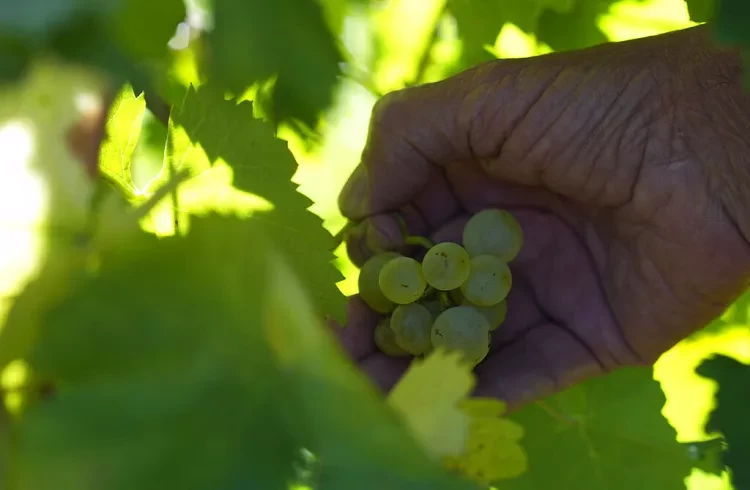 Производство вина в Италии упало на 23 процента