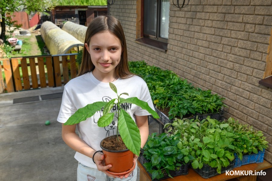 30.04.2024. Бобруйск. Раиса Наумова выращивают рассаду овощей. Дочь Кира сама вырастила авокадо из косточки.