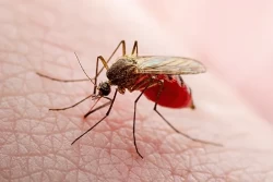 Комары и мошки атакуют: советы для защиты от «гнусных» кровососов
