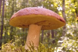Съедобные и несъедобные: какие грибы точно можно класть в корзину
