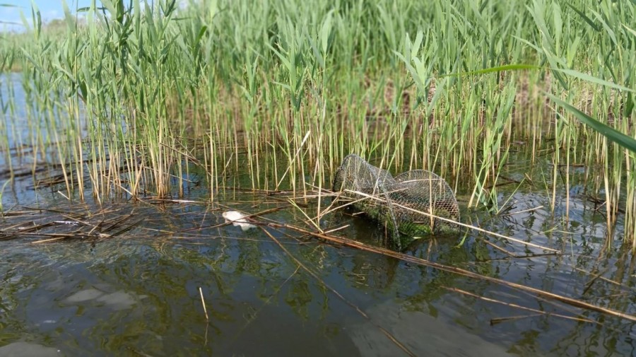 Июнь 2024 г. Могилевская область, озеро Рудея. Здесь массово гибнут крупные караси.