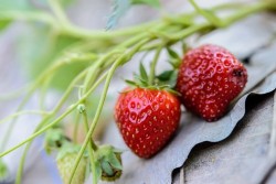 Почему у клубники очень мелкие ягоды: из наблюдений дачников