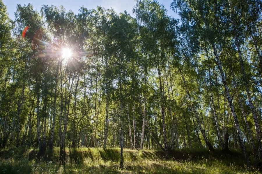Во всех районах Могилевской области сняты ограничения на посещение лесов