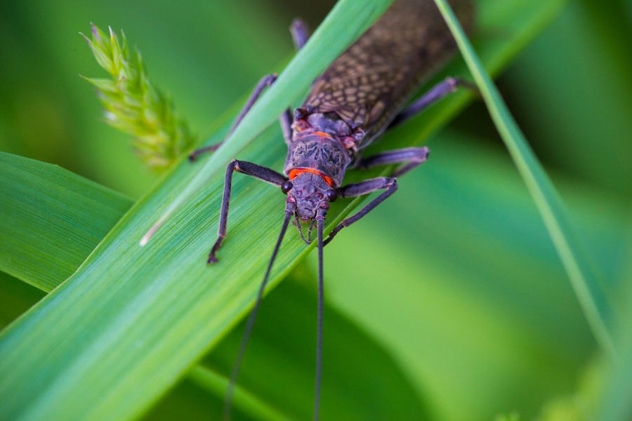 Потепление климата меняет окраску насекомых и мешает их спариванию