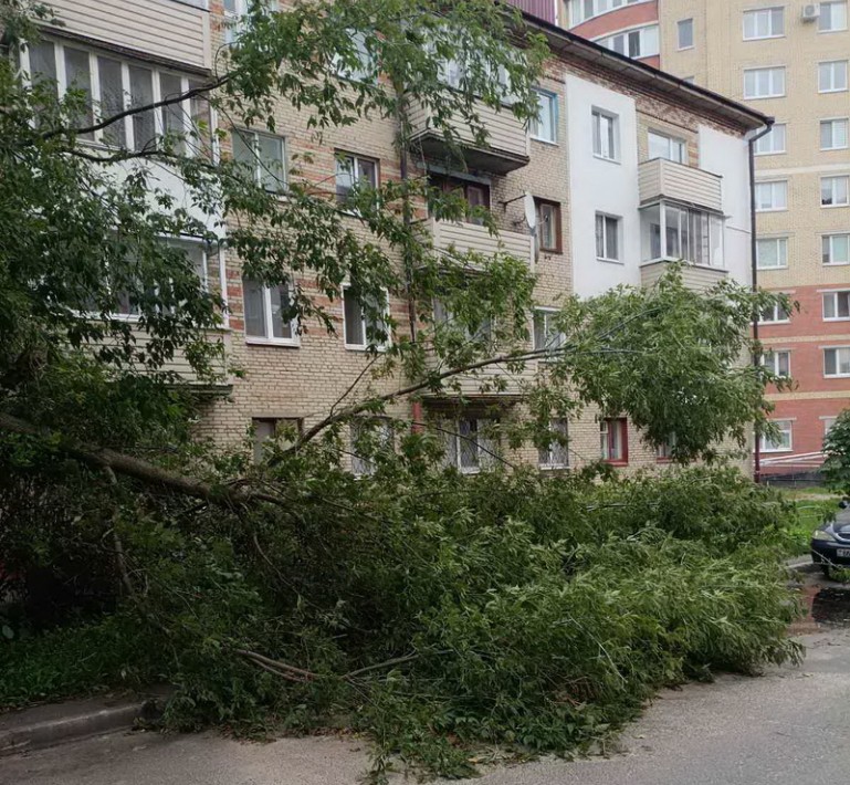 В Бобруйске и районе сильный ветер повалил семь деревьев