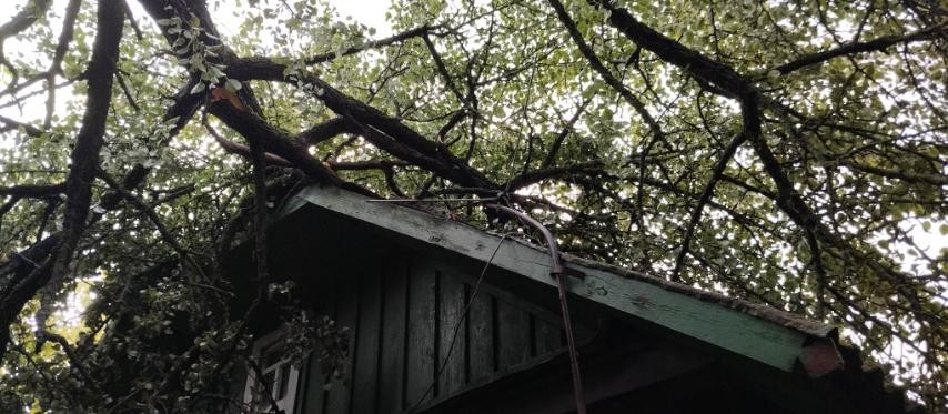 В Бобруйске сильный ветер повалил 19 деревьев
