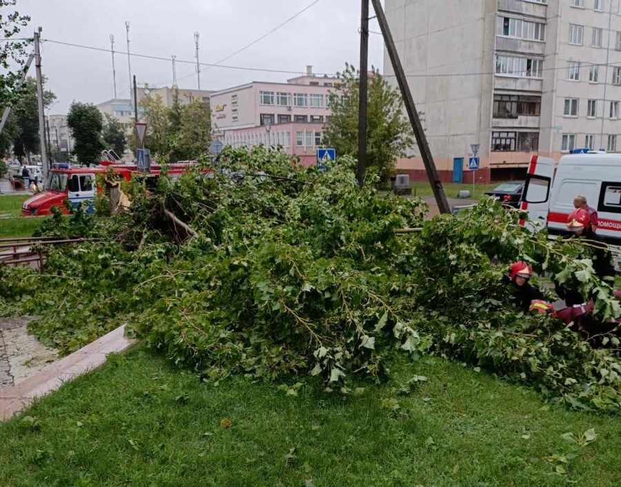 В Бобруйске, в результате падения дерева пострадала женщина