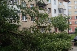 В Бобруйске и районе сильный ветер повалил семь деревьев
