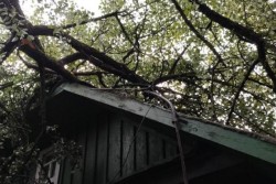 В Бобруйске сильный ветер повалил 19 деревьев