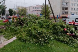 В Бобруйске, в результате падения дерева пострадала женщина