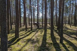 В Бобруйском и Кличевском районе искали заблудившихся