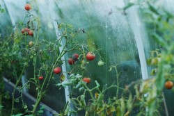 Почему у томатов стали закручиваться листья: возможные причины