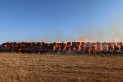 120 тонн соломы сгорело в Кричевском районе