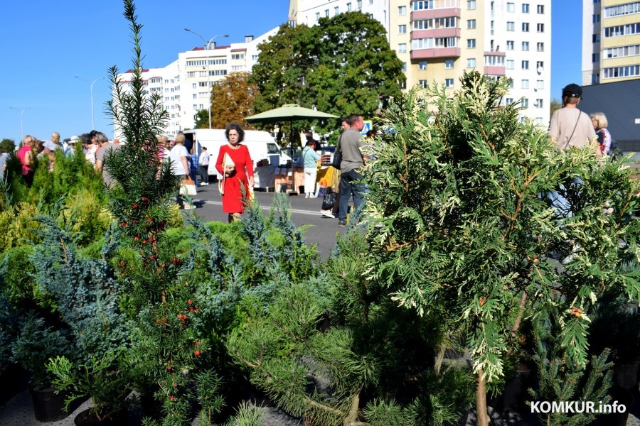 21.9.2024, Бобруйск. Ярмарка «Золотая осень»