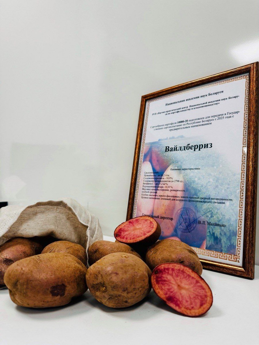 В Беларуси вывели фиолетовый картофель. Сорт назвали «Вайлдберриз» 