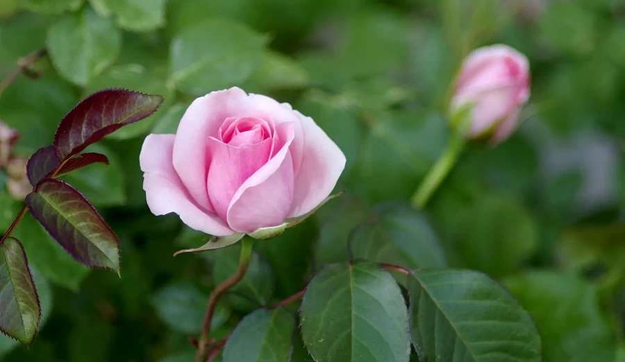 Саженцы роз до весны могут пролежать в холодильнике.