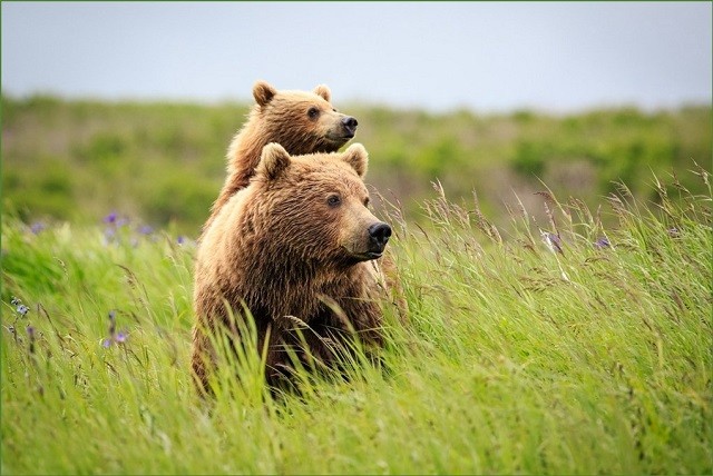 Бурый медведь. Фото: minpriroda.gov.by