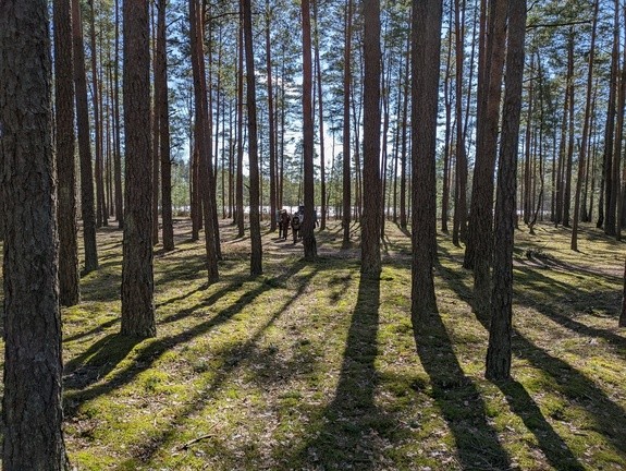 В Беларуси за сутки в лесах потерялись шесть человек, из них трое – в Бобруйском районе