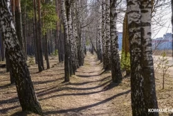 Ограничение на посещение лесов введено по всей Беларуси