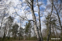 В Бобруйском районе введено ограничение на посещение лесов