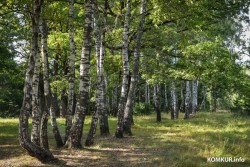 Запреты на посещение лесов введены в 19 районах Беларуси, в Бобруйском – ограничение