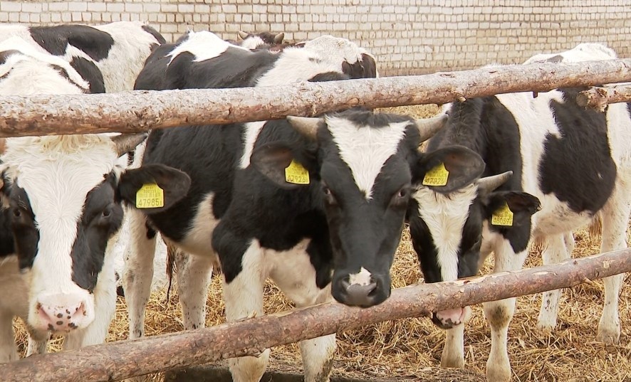 Заведующие фермами скрыли падеж 18 голов скота. Прокуратура возбудила уголовное дело