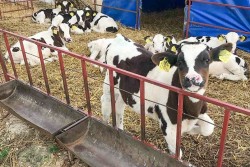 В Шкловском районе на аграрном предприятии скрыли падеж 70 животных