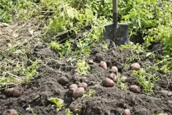 Из-за какого удобрения картофель растет мелким: можете испортить урожай своими руками