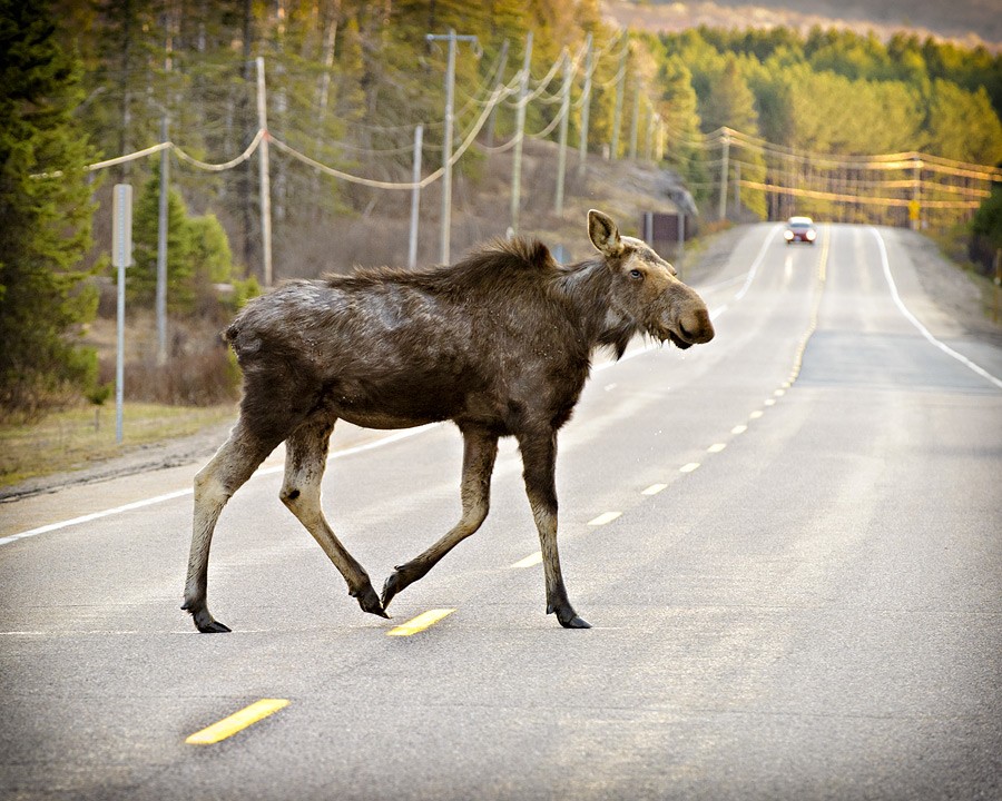 В Бобруйском районе фура сбила лося. Животное погибло, пострадал еще один автомобиль