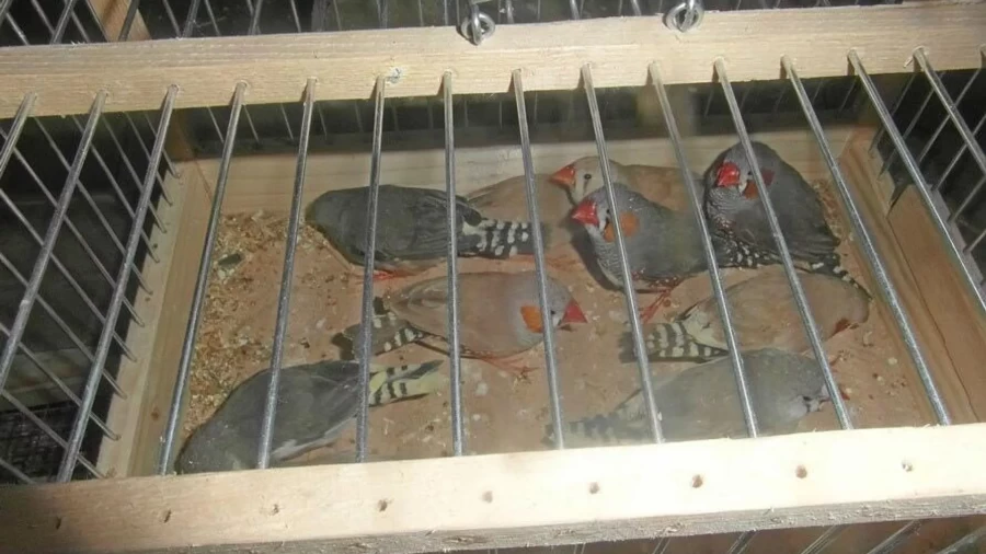 Россельхознадзор не впустил из Беларуси машину с хомяками и попугаями