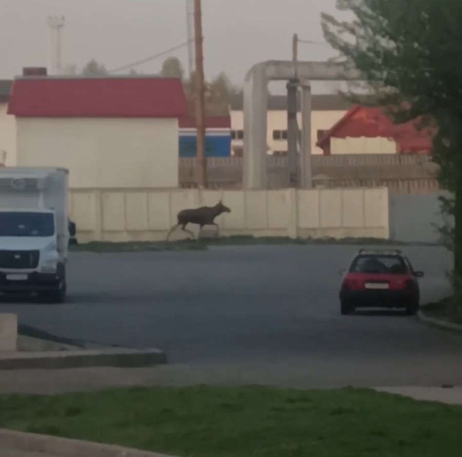 Нежданный гость: на улицах Могилева заметили хаотично бегающего лося (видео)