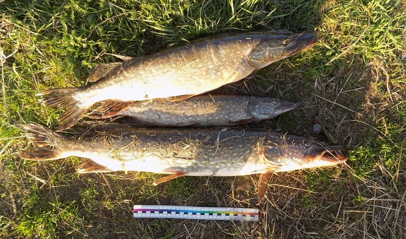 В Быховском районе закинули рыбаки в Днепр сети и вытянули… уголовную статью