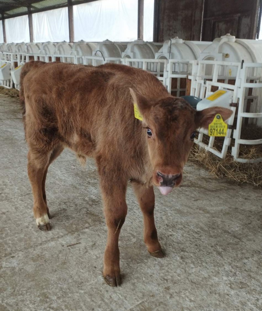 Два зубренка родились на ферме у коров: как это возможно?