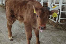 Два зубренка родились на ферме у коров: как это возможно?