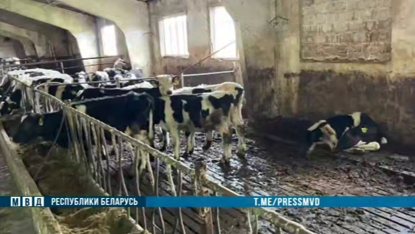 Падеж скота на Витебщине: более 400 голов погибло в Лиозненском районе. Виновным грозит до 10 лет лишения свободы