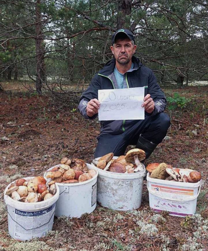 4 ведра подосиновиков из Дубовки под Бобруйском