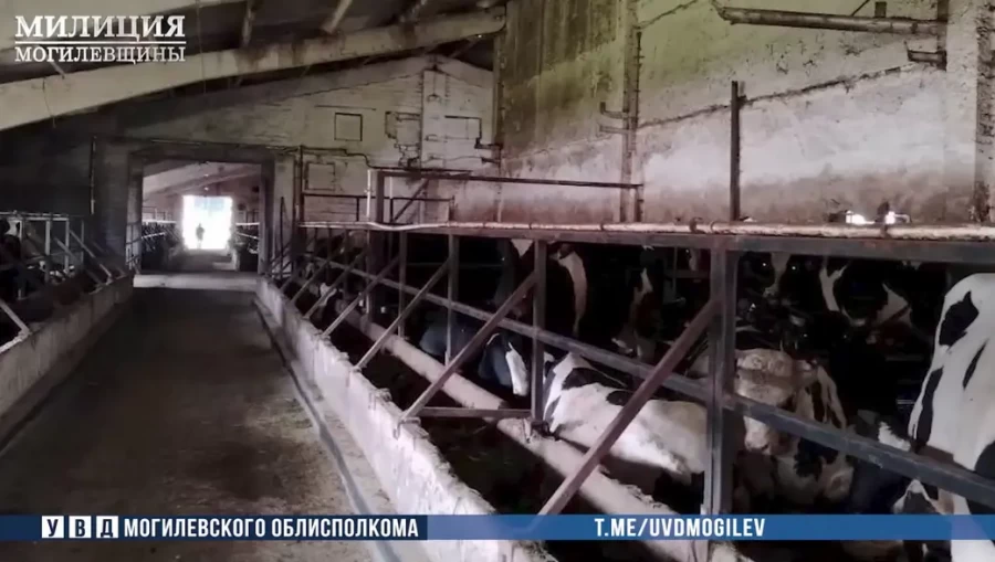 В Кричевском районе на комплексе по откорму КРС недосчитались 59 коров