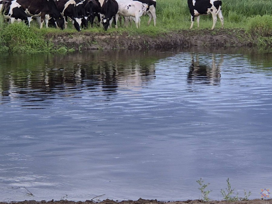 В реке Остер около деревни Ходунь Климовичского района утонул пастух.