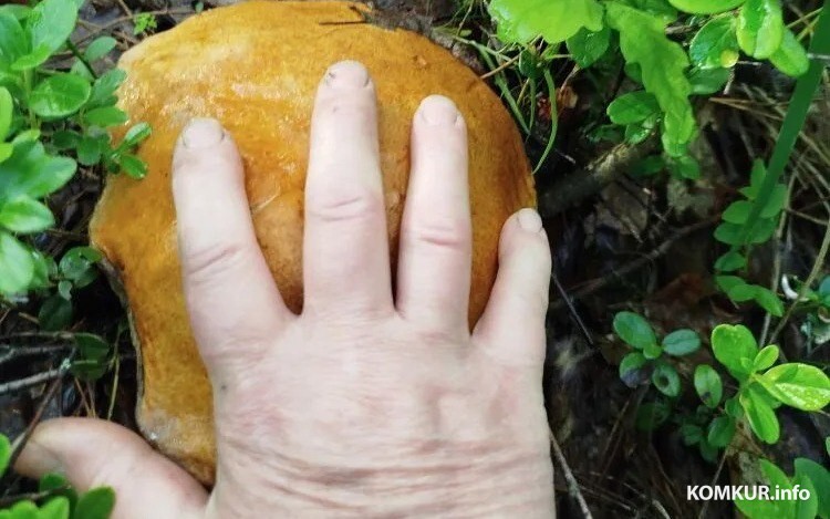 Филиксу Морозову тоже есть чем удивить.