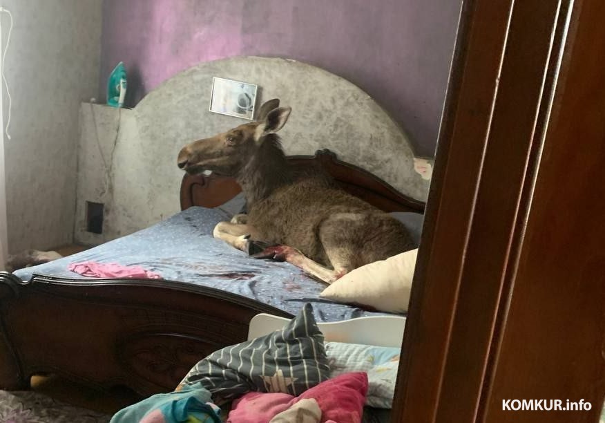 Бобруйчанка, в чей дом забрел лось, получит материальную помощь